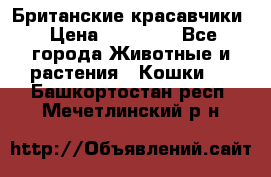 Британские красавчики › Цена ­ 35 000 - Все города Животные и растения » Кошки   . Башкортостан респ.,Мечетлинский р-н